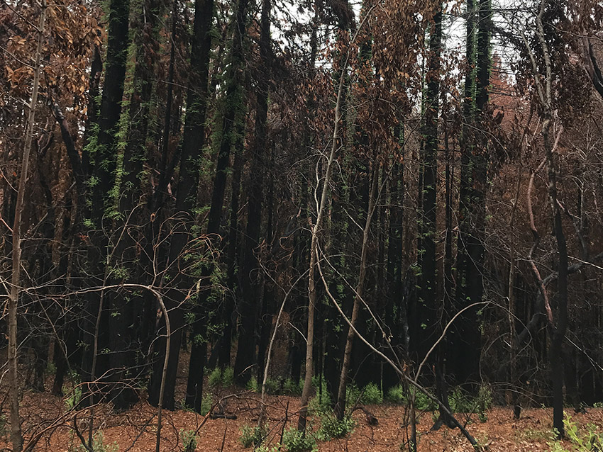 Big Basin after CZU Fire, February 2021